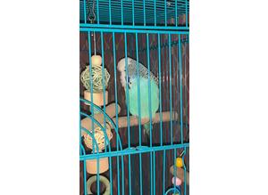 Male and female budgies for sale