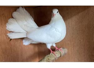 White fantail doves