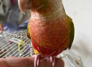Pineapple Conure parrot hand reared tame