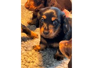 Mini Dachshunds puppies from Health Tested Parents