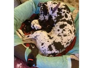 Near offer considered ! Great Dane puppy delivery option available
