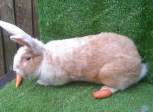 Woodland View Star Bunny Studs - several Giants breeds available  :)