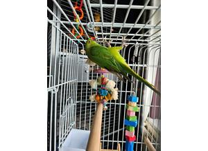 Beautiful Green Indian Ring neck Talking Parrot same day delivery