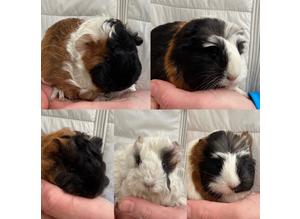 Young Female Guinea Pigs