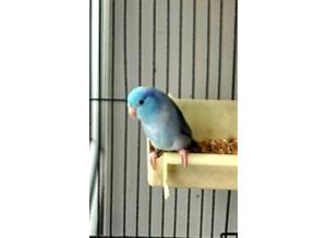 Blue Parrotlet for sale