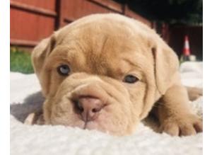 BEAUITFUL BULLDOG PUPPIES AVAILABLE NOW