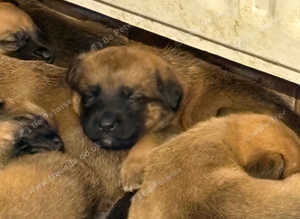 German shepherd x dog Bordeaux