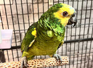 Beautiful blue fronted Amazon parrot