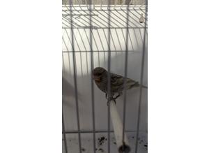 2 proven pairs of gray wings canaries 22