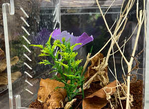 Bud Wing Mantis including Setup at Birmingham Reptiles