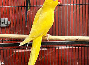 Beautiful yellow Indian ringnick parrot