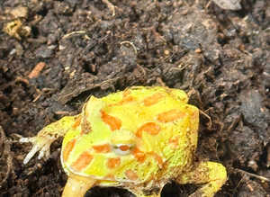 Pacman frogs