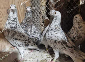 RARE COLOUR ALMOND RACING PIGEONS