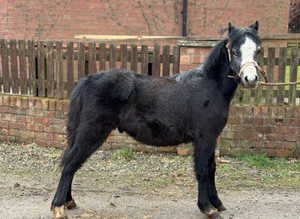 Welsh a grey colt