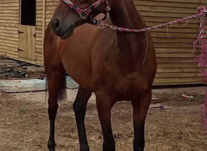 ! Volunteer WANTED, mornings stables !