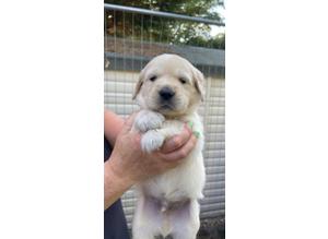 1 white show line golden Retreiver from champion lineage