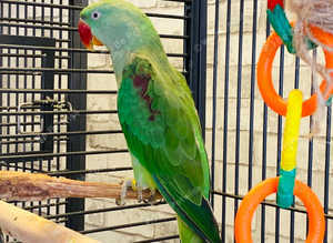 Stunning young alexandrine parrot