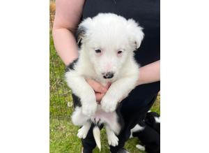Beautifully marked border collie puppies