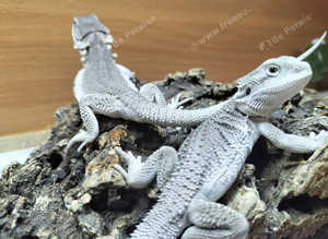Hypo Zero bearded dragons