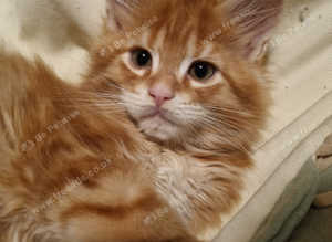 TICA registered Maine Coon Kittens