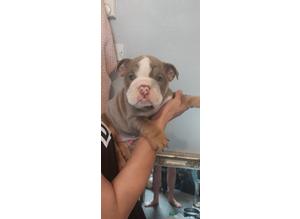 14 week old english puppies reduced