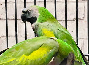 Stunning baby darbyan parrot