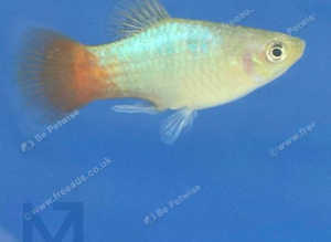 Blue Platys