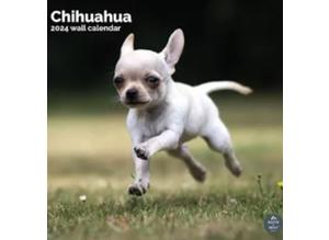 Wanted female Chihuahua please read!