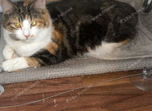 Kitten and mum for sale