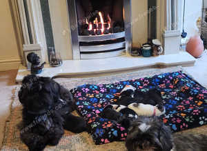 8 beautiful shih tzu puppies