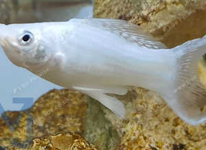 Silver Lyretail Mollies