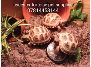 Horsfield tortoises ready now (licenced vet checked)