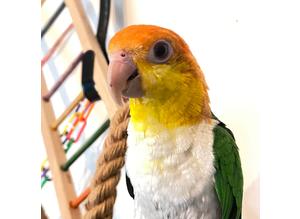 Caique silly Tame yellow thigh caique parrot bird inc delivery hand tame boy parakeet
