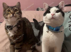 Female tabby