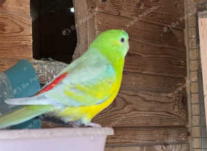 Proven pair of red rumps and a spare cock