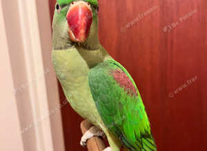Baby talking alexandrine parrot