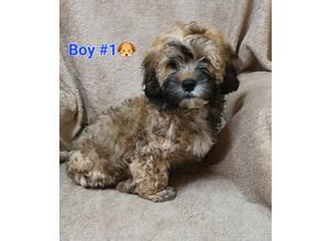 Cuddly Shihpoo Puppies - READY NOW!!