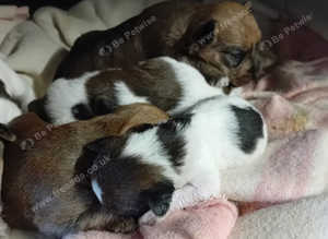 Jack Russell