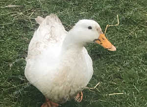 Drake and 2 ducks