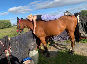 16hh competition mare