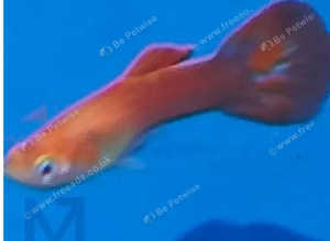 Red Blonde male and female guppies