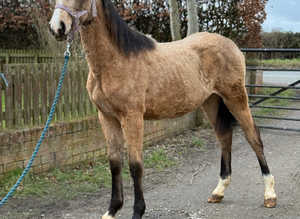 Buckskin filly warmblood x trakerner