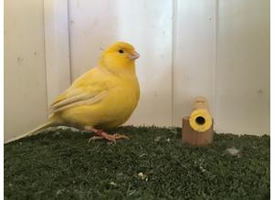 Border Hen Canary