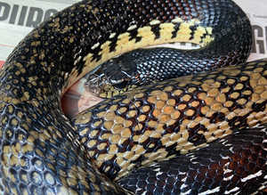 Madagascan Giant Hognose at Birmingham Reptiles