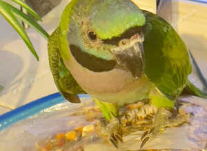 Stunning young derbyan parrot