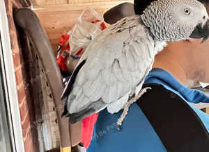 Fully hand raised African gray parrot