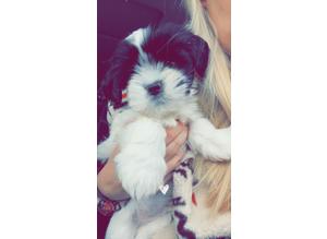 Lhasa Apso for sale