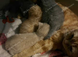 BSH 4 beautiful babies