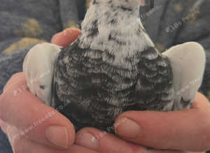 1 x Pair of Tiger Grizzle pigeons