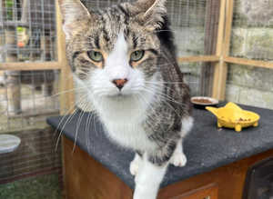 FILEY CAT RESCUE SANCTUARY NEEDS YOUR HELP? MANY CATS TO CHOOSE FROM 320 PLUS KITTENS